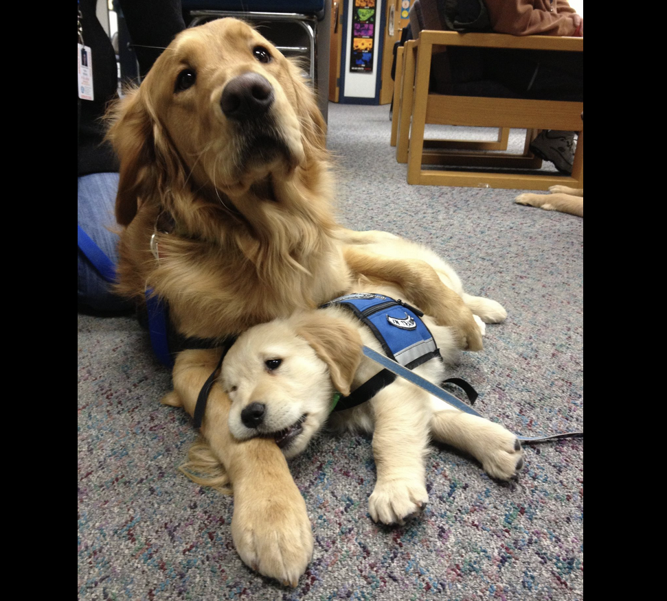 Older comfort dog lying next to puppy